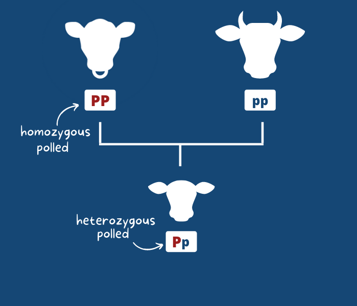 Polled-herto-vs-homo