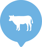 light-blue-cow@2x